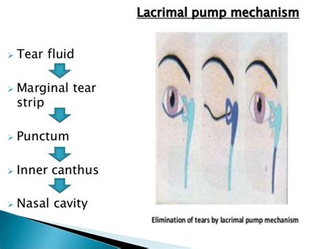 marginal tear film ppt